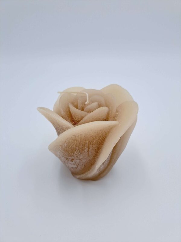 Fairy Tail Rose beige