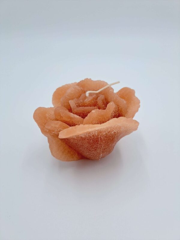 Garden Rose terra